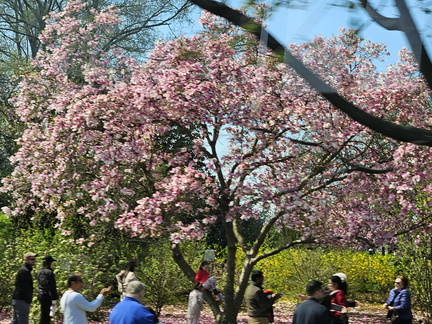 Seein' the DMV-Cherry Blossoms and More 040125