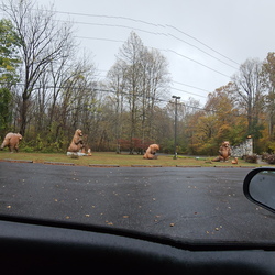 Blue Ridge Parkway Pt 1-102825